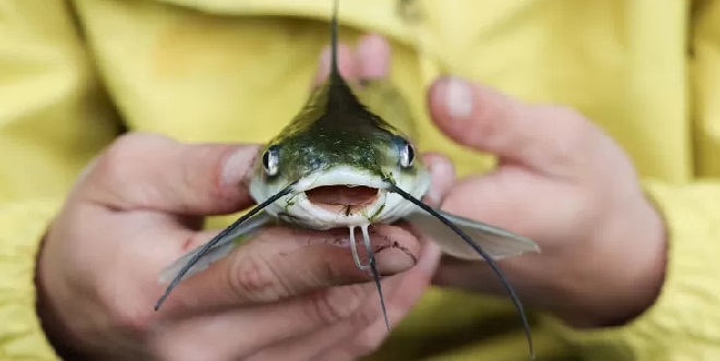 Cara Membedakan Ikan Patin Jantan dan Patin Betina, Rasio, Ciri ciri dan Karakteristik Fisik