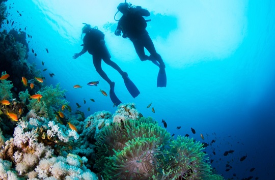 Spot Snorkeling dan Diving Karimunjawa